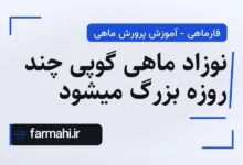 نوزاد ماهی گوپی چند روزه بزرگ میشود