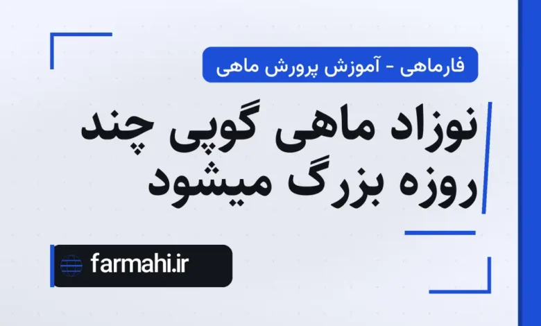 نوزاد ماهی گوپی چند روزه بزرگ میشود
