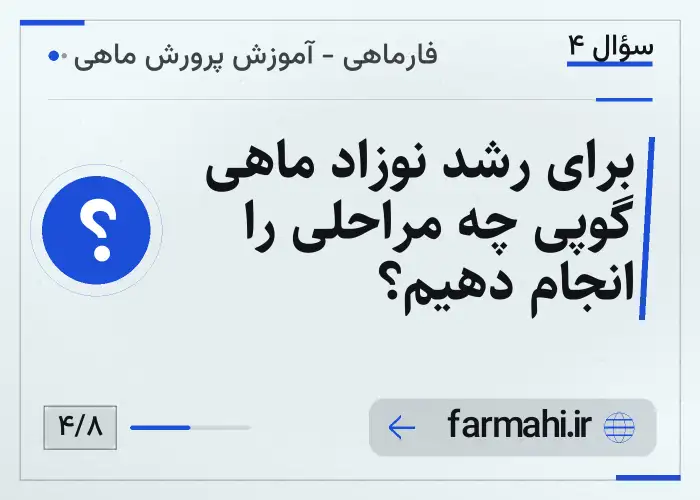 برای رشد نوزاد ماهی گوپی چه مراحلی را انجام دهیم؟