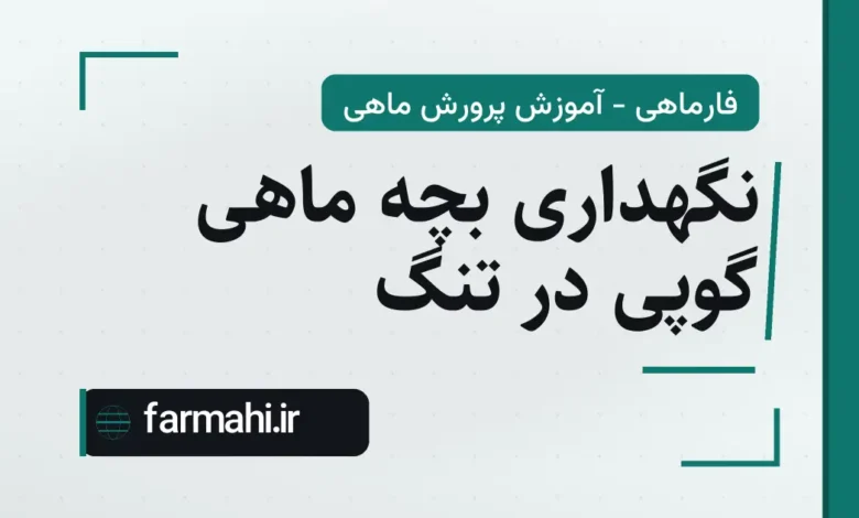 نگهداری بچه ماهی گوپی در تنگ