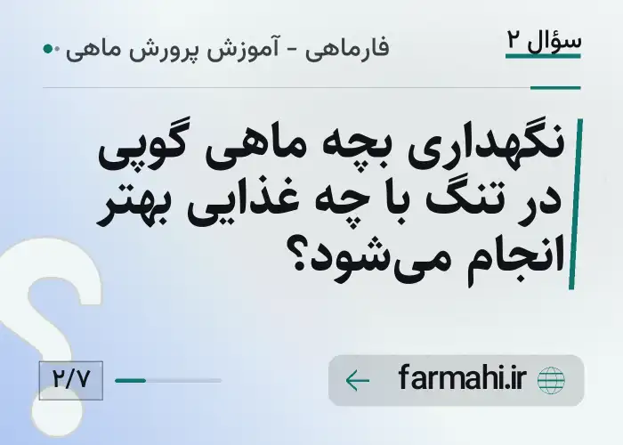 نگهداری بچه ماهی گوپی در تنگ با چه غذایی بهتر انجام می‌شود؟
