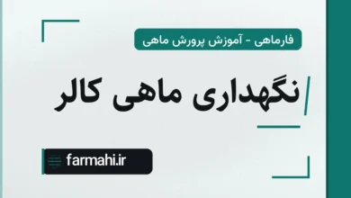 نگهداری ماهی کالر