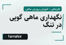 نگهداری ماهی گوپی در تنگ