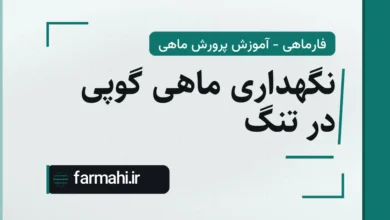 نگهداری ماهی گوپی در تنگ