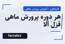 هر دوره پرورش ماهی قزل آلا