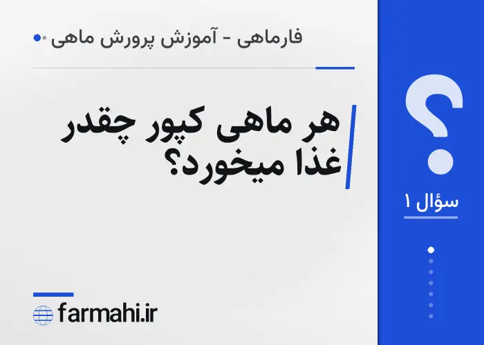هر ماهی کپور چقدر غذا میخورد؟