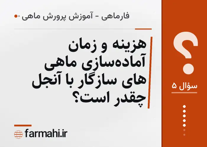 هزینه و زمان آماده‌سازی ماهی های سازگار با آنجل چقدر است؟