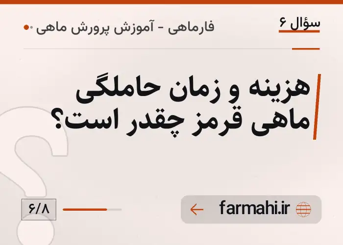 هزینه و زمان حاملگی ماهی قرمز چقدر است؟