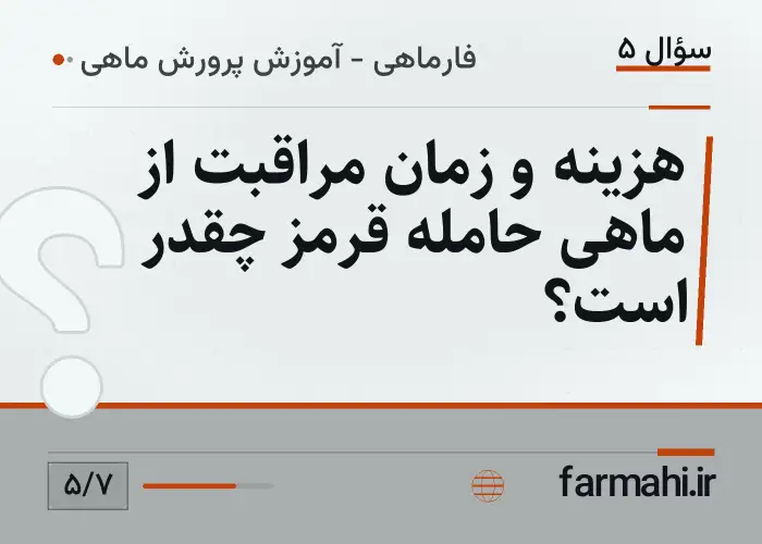 هزینه و زمان مراقبت از ماهی حامله قرمز چقدر است؟