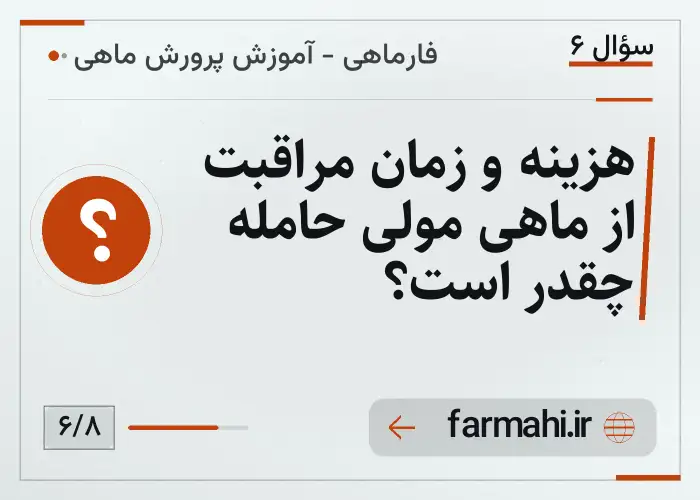 هزینه و زمان مراقبت از ماهی مولی حامله چقدر است؟