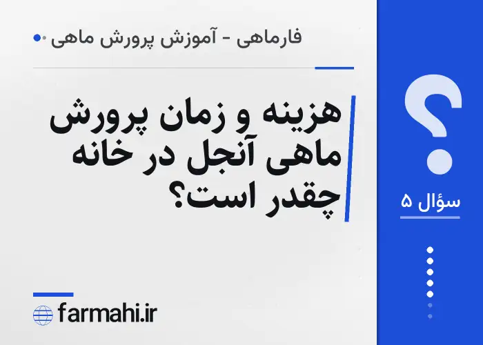 هزینه و زمان پرورش ماهی آنجل در خانه چقدر است؟