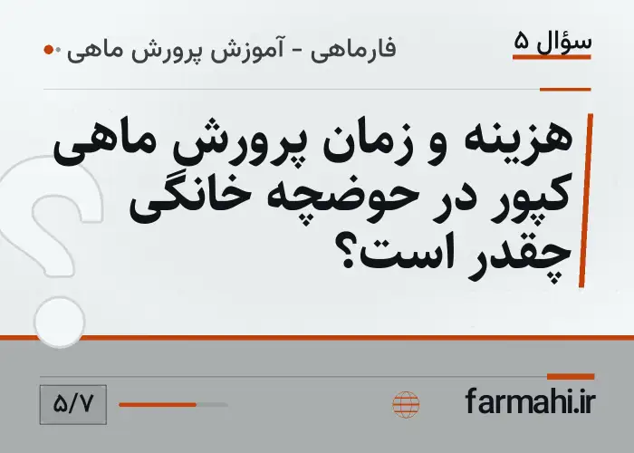 هزینه و زمان پرورش ماهی کپور در حوضچه خانگی چقدر است؟