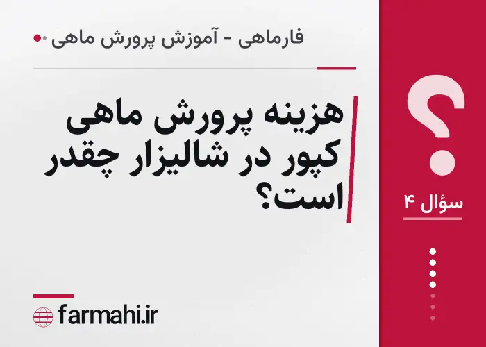 هزینه پرورش ماهی کپور در شالیزار چقدر است؟