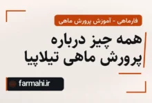 همه چیز درباره پرورش ماهی تیلاپیا
