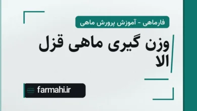 وزن گیری ماهی قزل الا