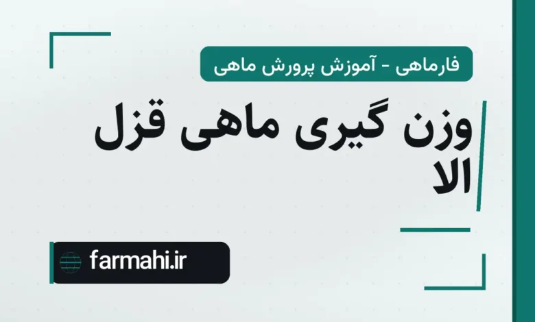 وزن گیری ماهی قزل الا