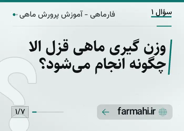 وزن گیری ماهی قزل الا چگونه انجام می‌شود؟