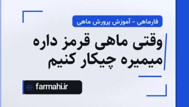 وقتی ماهی قرمز داره میمیره چیکار کنیم