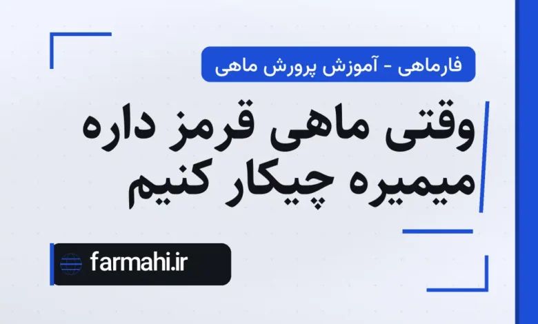 وقتی ماهی قرمز داره میمیره چیکار کنیم