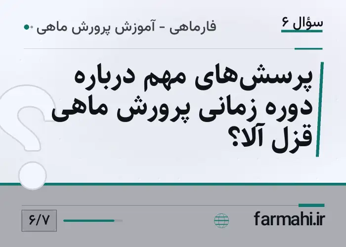 پرسش‌های مهم درباره دوره زمانی پرورش ماهی قزل آلا؟