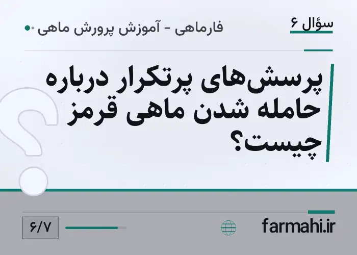 پرسش‌های پرتکرار درباره حامله شدن ماهی قرمز چیست؟