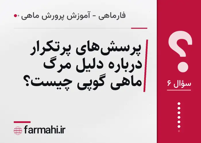 پرسش‌های پرتکرار درباره دلیل مرگ ماهی گوپی چیست؟