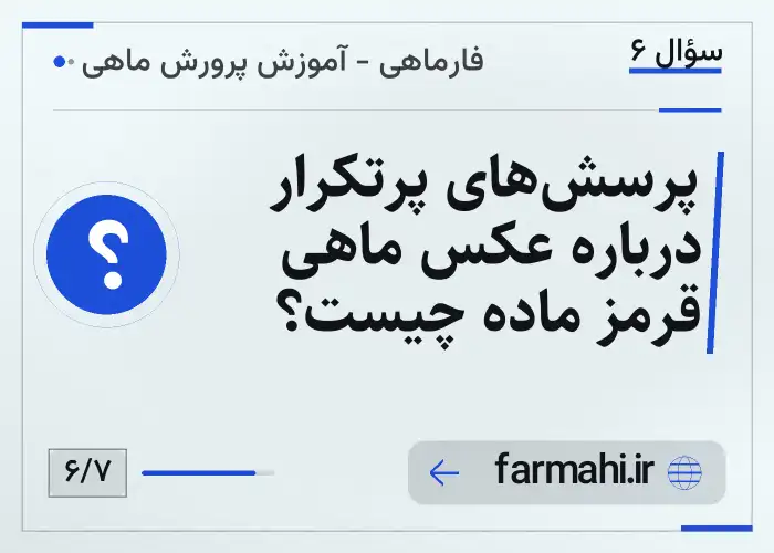 پرسش‌های پرتکرار درباره عکس ماهی قرمز ماده چیست؟