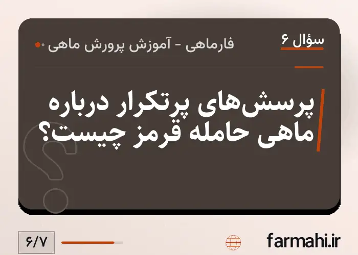 پرسش‌های پرتکرار درباره ماهی حامله قرمز چیست؟