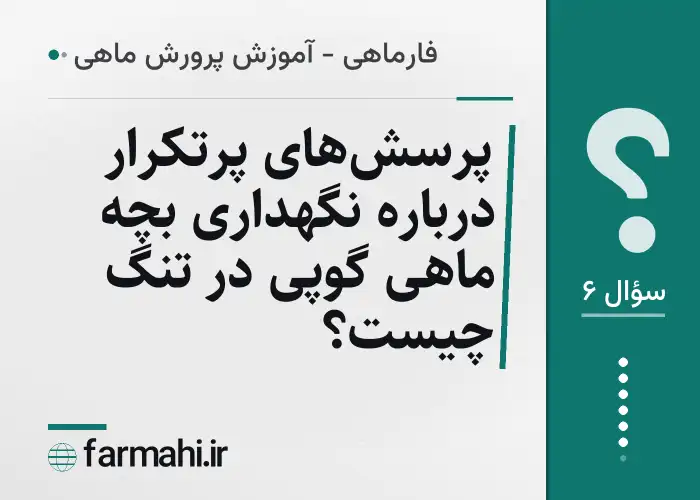پرسش‌های پرتکرار درباره نگهداری بچه ماهی گوپی در تنگ چیست؟
