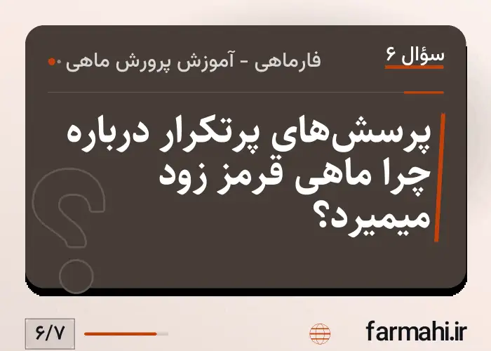 پرسش‌های پرتکرار درباره چرا ماهی قرمز زود میمیرد؟