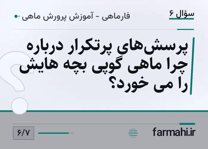 پرسش‌های پرتکرار درباره چرا ماهی گوپی بچه هایش را می خورد؟