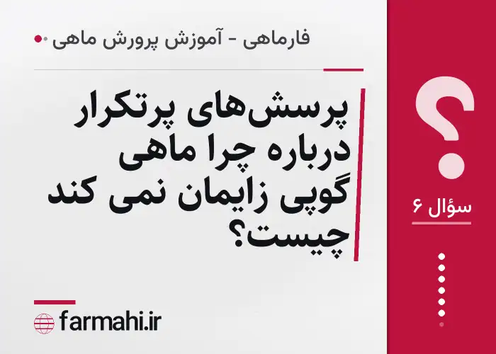 پرسش‌های پرتکرار درباره چرا ماهی گوپی زایمان نمی کند چیست؟