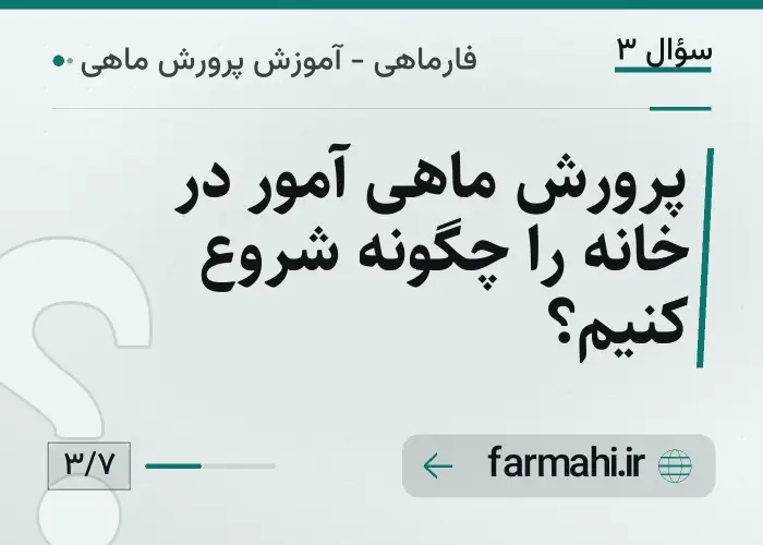 پرورش ماهی آمور در خانه را چگونه شروع کنیم؟