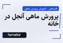 پرورش ماهی آنجل در خانه
