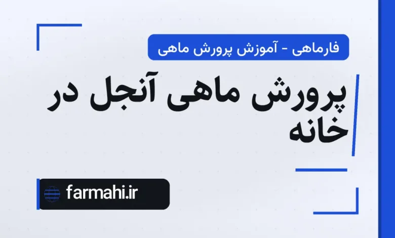 پرورش ماهی آنجل در خانه