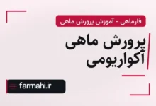 پرورش ماهی آکواریومی