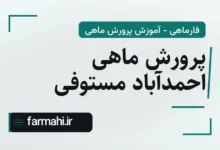 پرورش ماهی احمدآباد مستوفی
