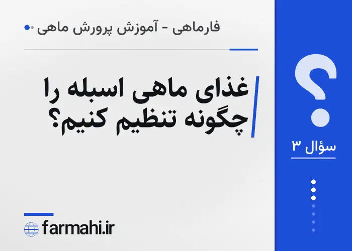 غذای ماهی اسبله را چگونه تنظیم کنیم؟