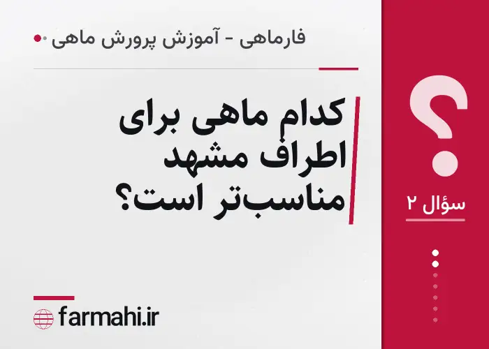 کدام ماهی برای اطراف مشهد مناسب‌تر است؟