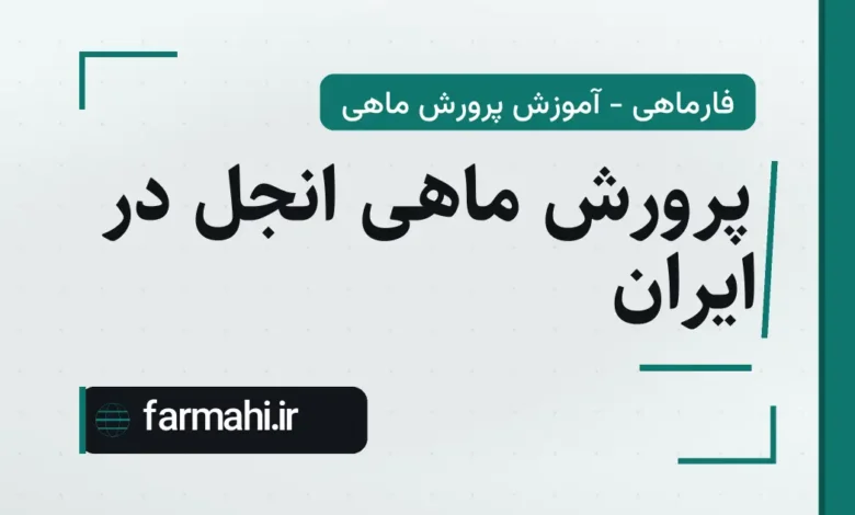 پرورش ماهی انجل در ایران