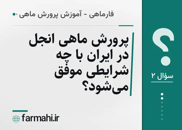 پرورش ماهی انجل در ایران با چه شرایطی موفق می‌شود؟