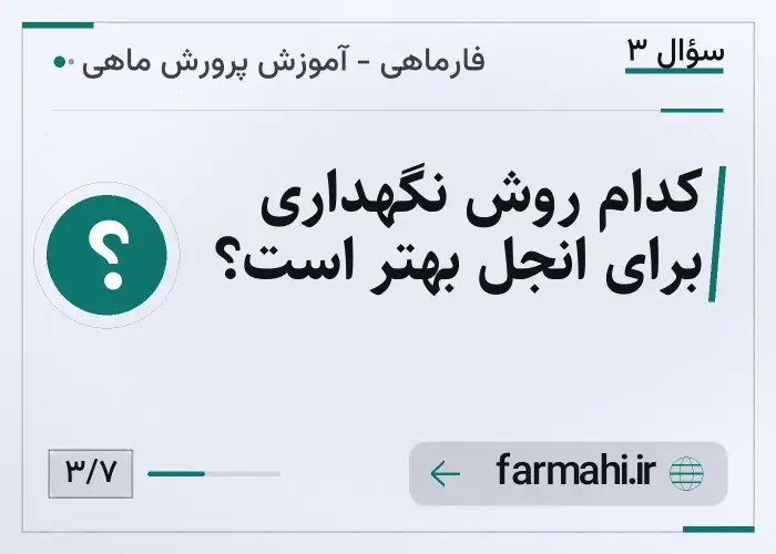 کدام روش نگهداری برای انجل بهتر است؟