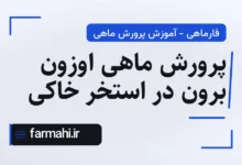 پرورش ماهی اوزون برون در استخر خاکی