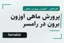 پرورش ماهی اوزون برون در رامسر