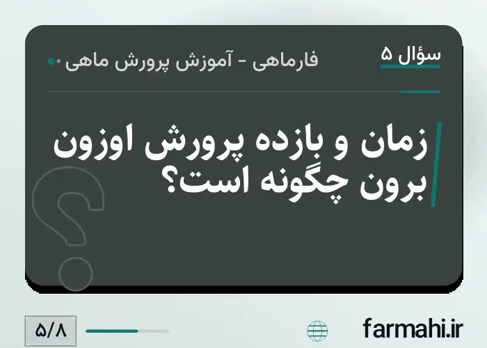 زمان و بازده پرورش اوزون برون چگونه است؟