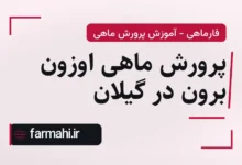 پرورش ماهی اوزون برون در گیلان