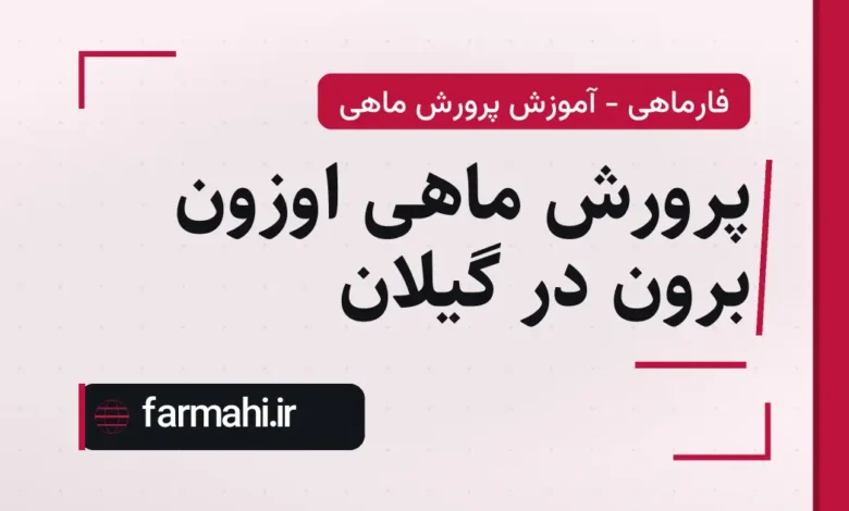 پرورش ماهی اوزون برون در گیلان