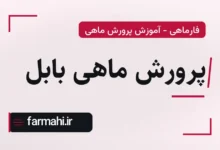 پرورش ماهی بابل