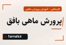 پرورش ماهی بافق