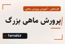 پرورش ماهی بزرگ